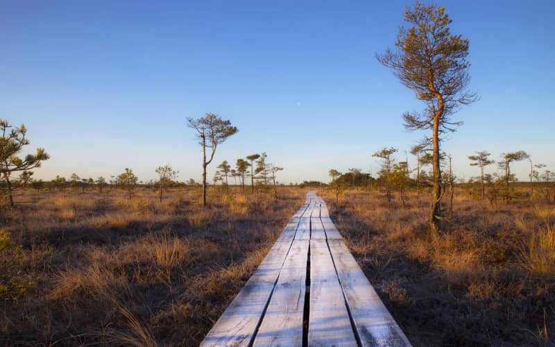 Красивейшие места Латвии: Природная тропа Кемерского болота. Красивейшие места Латвии: Природная тропа Кемерского болота.