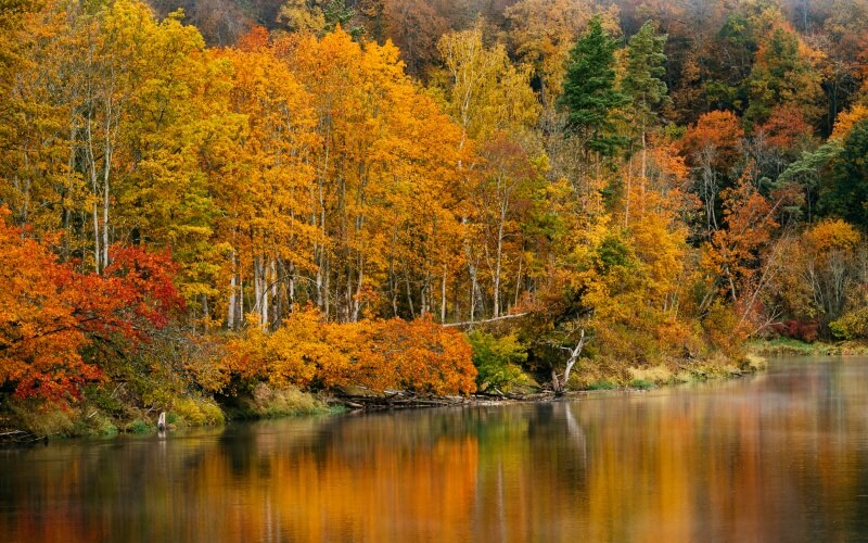 Пейзаж деревьев золотой осенью.